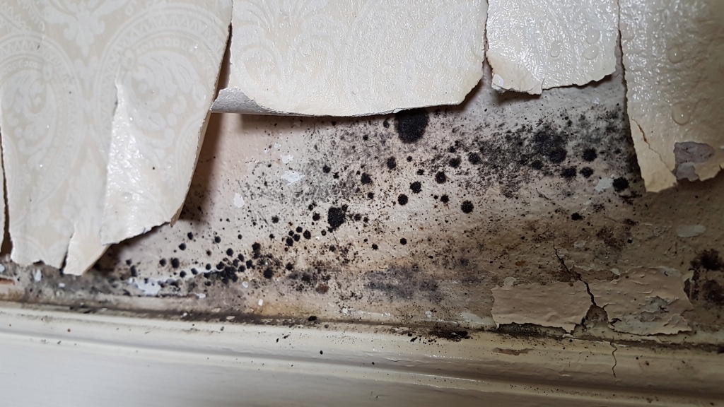 Damp and mould on an interior wall of a UK property